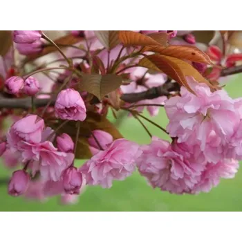 Sazenice Sakura ozdobná 'Kanzan' kontejner C32