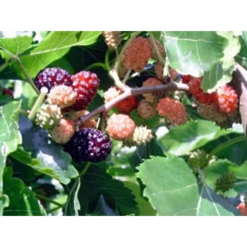 Sazenice Moruše bílá 'Pendula' Balení: kontejner C15, Tvar: kmínek 175-200cm