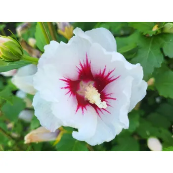 Sazenice Ibišek syrský 'Red Heart' Balení: kontejner C7,5