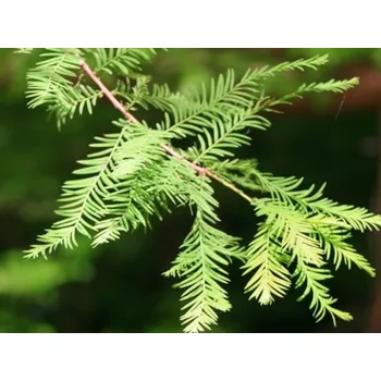 Sazenice Tisovec dvouřadý Balení: kontejner C10, Tvar: výška 100-125cm