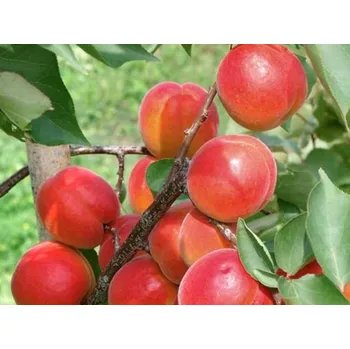 Sazenice Meruňka 'Mino' Balení: prostokořenný stromek, Podnož: myrobalán