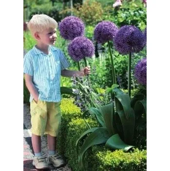 Sazenice ALLIUM - okrasný česnek - GLOBEMASTER