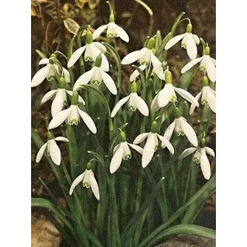 Sazenice GALANTHUS - sněženka - NIVALIS