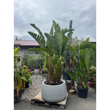 Sazenice Strelitzia Augusta 200/250cm + květináč Titano šedá kámen
