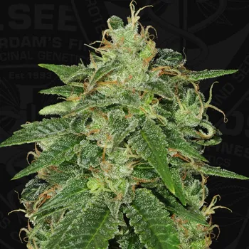 Semeno T.H. Seeds - S.A.G.E. 2 ks