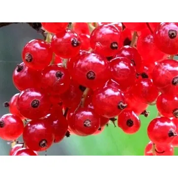 Semeno Rybíz 'Tatran' Balení: prostokořenný stromek