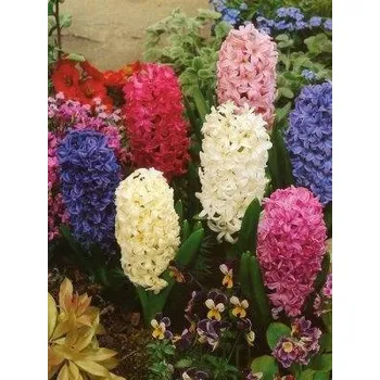 Sazenice HYACINTHUS - hyacint - HYBRIDUS SMĚS