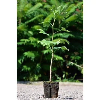 Sazenice Jinan dvoulaločný 15-20 cm QP60