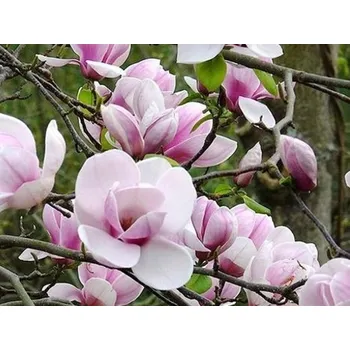 Příroda Magnolie 'Atlas' Balení: kontejner C7,5 Magnolia 'Atlas'