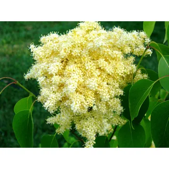 Sazenice Šeřík pekingský 'Beijing Gold' Balení: kontejner C15, výška 125-150cm