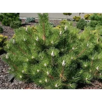 Sazenice Borovice Thunbergova 'Sayonara' Balení: kontejner C25, Tvar: výška 40-60cm