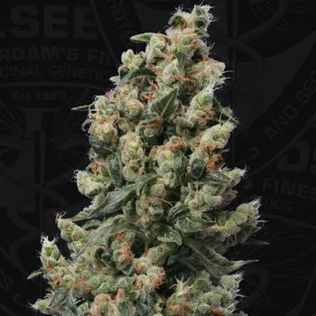 Semeno T.H. Seeds - Kushage 2 ks