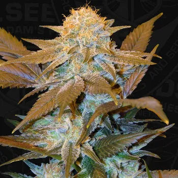 Semeno T.H. Seeds - Critical HOG 2 ks