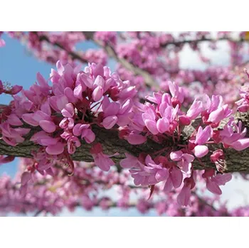 Sazenice Zmarlika kanadská kontejner C5, výška 120-150cm