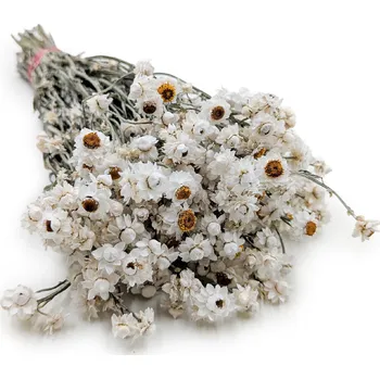 mech-mech.cz Sušené Ammobium Prémium – (Ammobium alatum) – Přírodní bílá