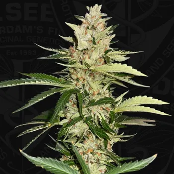 Semeno T.H. Seeds - Banana Candy Krush 710 Limited Edition 7 ks