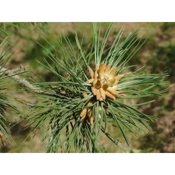 Sazenice Borovice těžká var. scopulorum Balení: kontejner C25