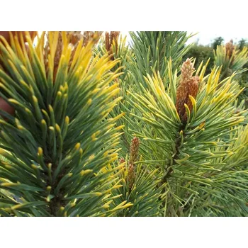 Sazenice Borovice lesní 'Aurea' Balení: kontejner C15, Tvar: výška 60-80cm