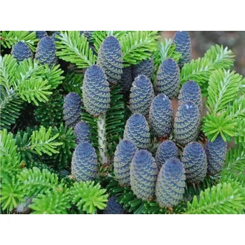 Sazenice Jedle korejská kontejner, výška 100-125cm