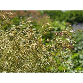 Sazenice Metlice trsnatá 'Tauträger' - Deschampsia caespitosa 'Tauträger' Balení: kontejner C2