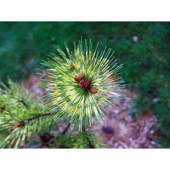 Sazenice Borovice hustokvětá 'Oculus-Draconis' Balení: kontejner C15, Tvar: výška 40-60cm