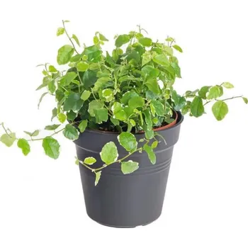 Sazenice Fíkus plazivý, Ficus pumila White Sunny, průměr květináče 12 cm