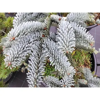 Sazenice Jedle vznešená 'Glauca' kontejner C25, výška 120-140 cm