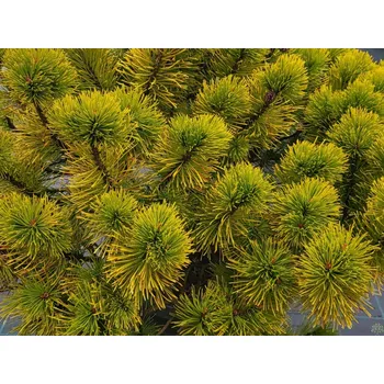 Sazenice Borovice kleč 'Orange Glow' Balení: kontejner C10, Tvar: výška 20-40cm