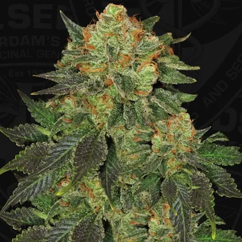 Semeno T.H. Seeds - Bubblegum 2 ks