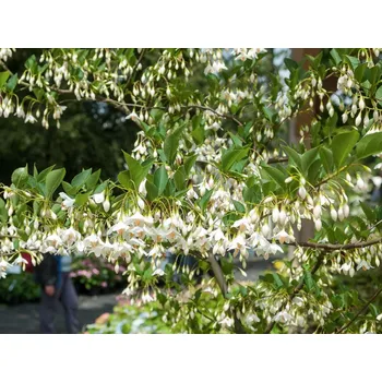 Sazenice Sturač japonský 'Snow Fountain' Balení: kontejner C15, Tvar: výška 60-80cm