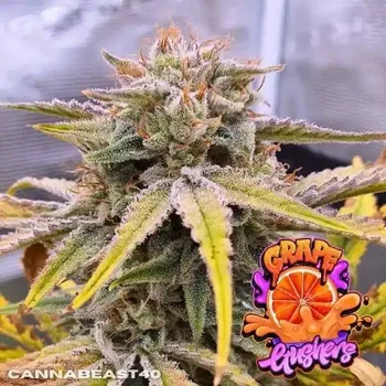 Semeno Tastebudz - Grape Gushers Auto 3 ks