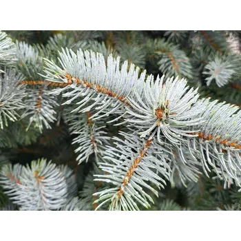 Sazenice Smrk pichlavý 'Hoopsii' Balení: kontejner C20/C25, Tvar: výška 100-125cm