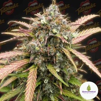 Semeno Tastebudz - Bubble Runtz Auto 1 ks