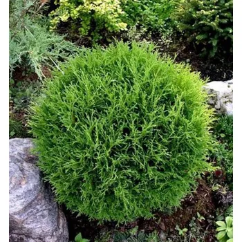 Sazenice Zerav západní ´TINY TIM´ 15-20 cm, kont. 2,5 l