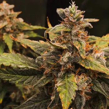 Semeno Tastebudz - Orange Cookies Auto 1 ks