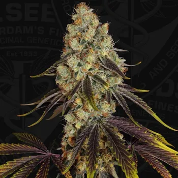 Semeno T.H. Seeds - French Cookies 2 ks