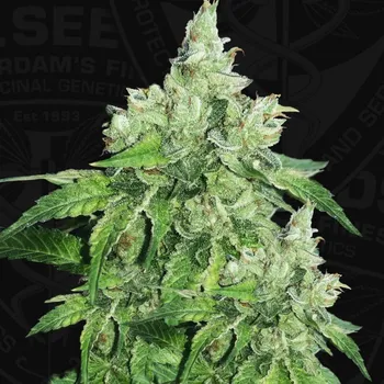 Semeno T.H. Seeds - Citron Givré (Lemon Sorbet) 2 ks