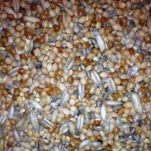 Avest Směs pro andulky 04 20 kg