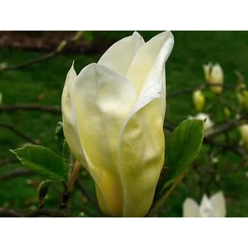 Sazenice Magnolie 'Yellow Lantern' Balení: kontejner C10
