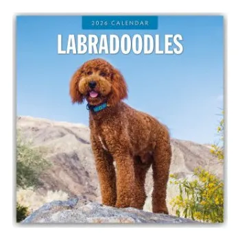 Diář Labradoodles - Labradoodle 2026 - 16-Monatskalender (EN)