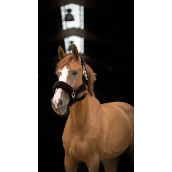 EQUITHÈME Ohlávka Teddy Equithème, green/brown FULL