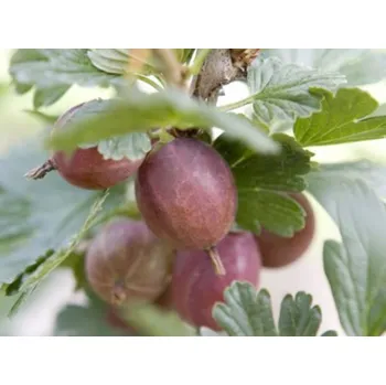 Sazenice Angrešt 'Koběl' Balení: prostokořenný stromek