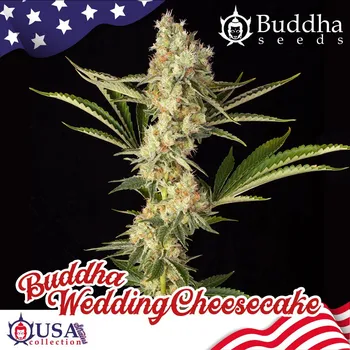 Semeno Buddha Seeds Wedding Cheesecake Balení: 3ks