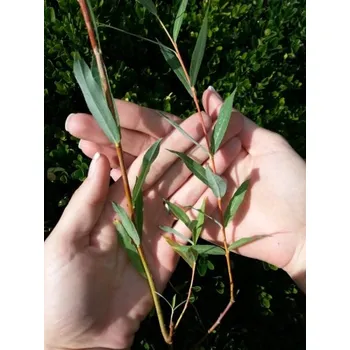 Sazenice Vrba křehká 40-60 cm QP60