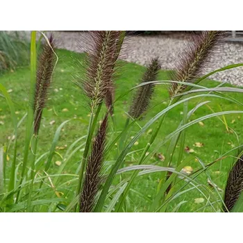 Sazenice Dochan psárkovitý 'Red Head' - Pennisetum alopecuroides 'Red Head' Balení: kontejner p12