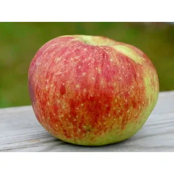 Sazenice Jabloň sloupovitá 'Tophola' Balení: prostokořenný stromek, Podnož: MM106