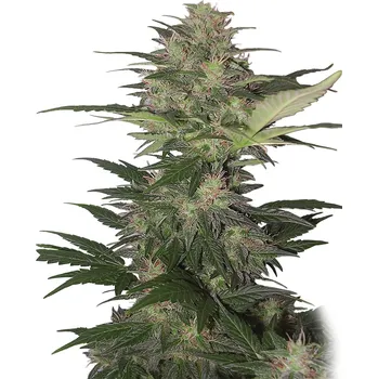 Semeno Buddha Seeds Red Dwarf Auto Balení: 1ks