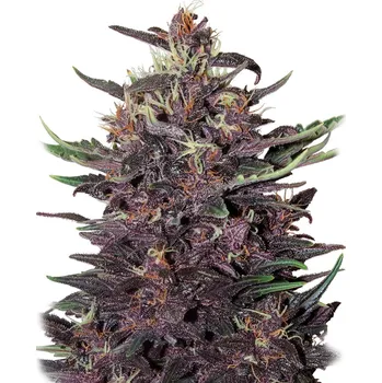 Semeno Buddha Seeds Purple Kush Auto Balení: 3ks