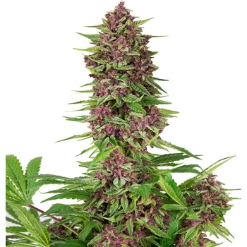 Semeno Buddha Seeds Purple Kush Balení: 5ks