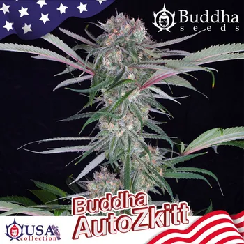 Semeno Buddha Seeds Zkitt Auto Balení: 1ks